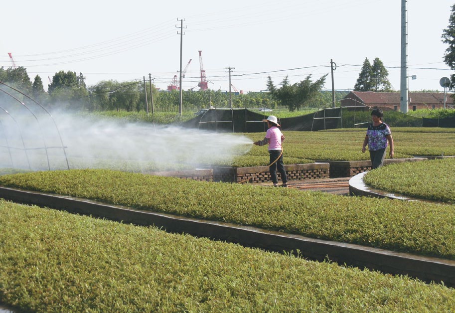 A color photo of a government nursery Jinjiang (Jiangsu, China).