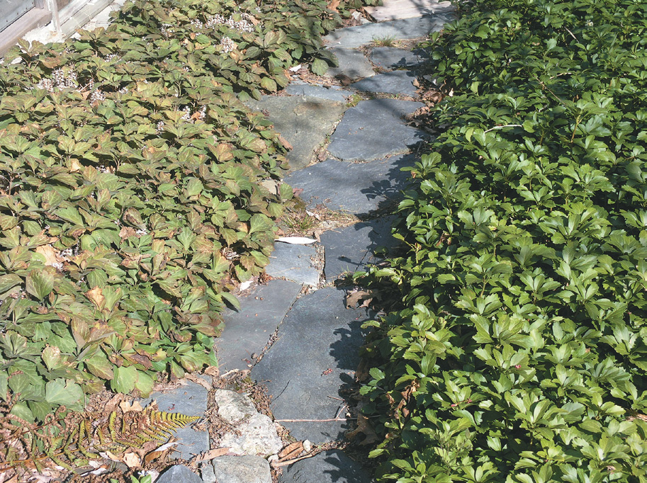 A color photo of two plots of spurge divided by a path.