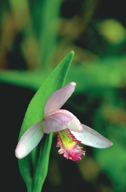 A color photo of rose pogonia.