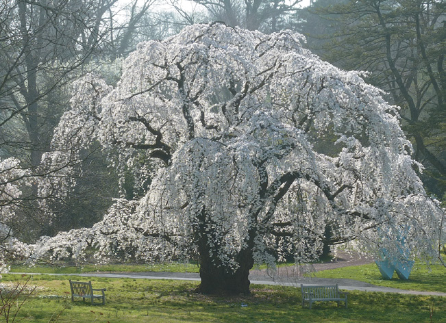 Weeping cherry with white blossoms