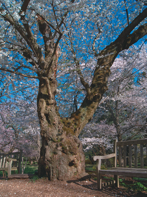 Stout cherry tree with pink blossoms