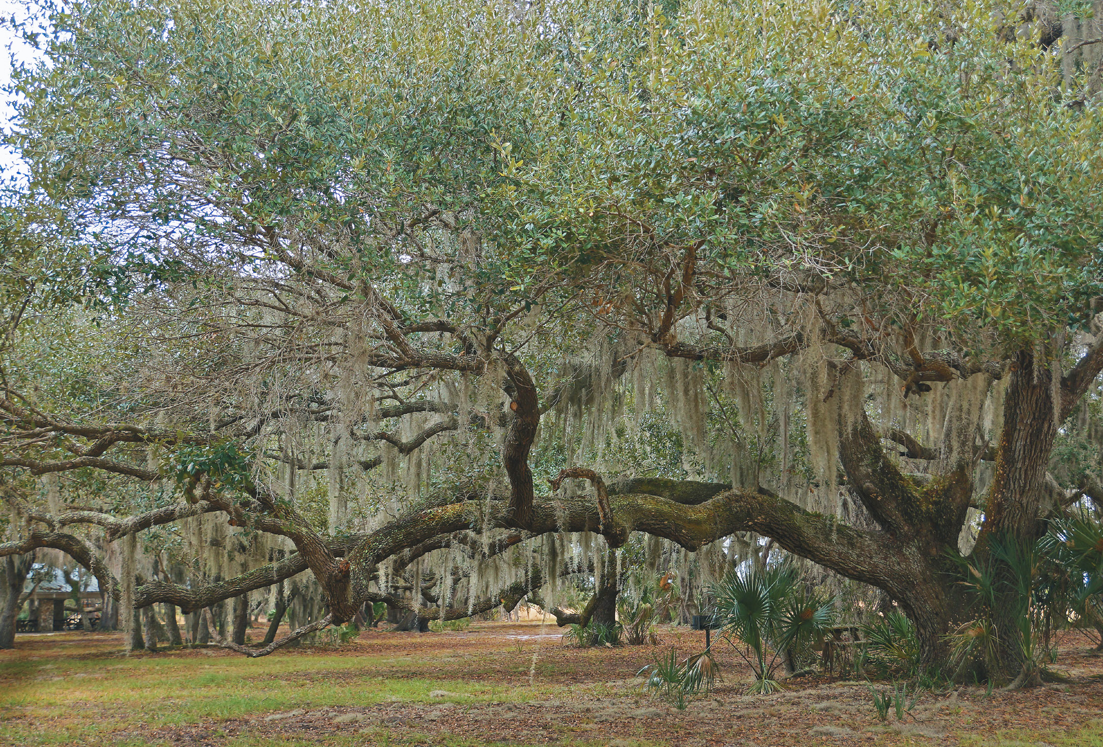 Photo of large live oak with low-hanging branches