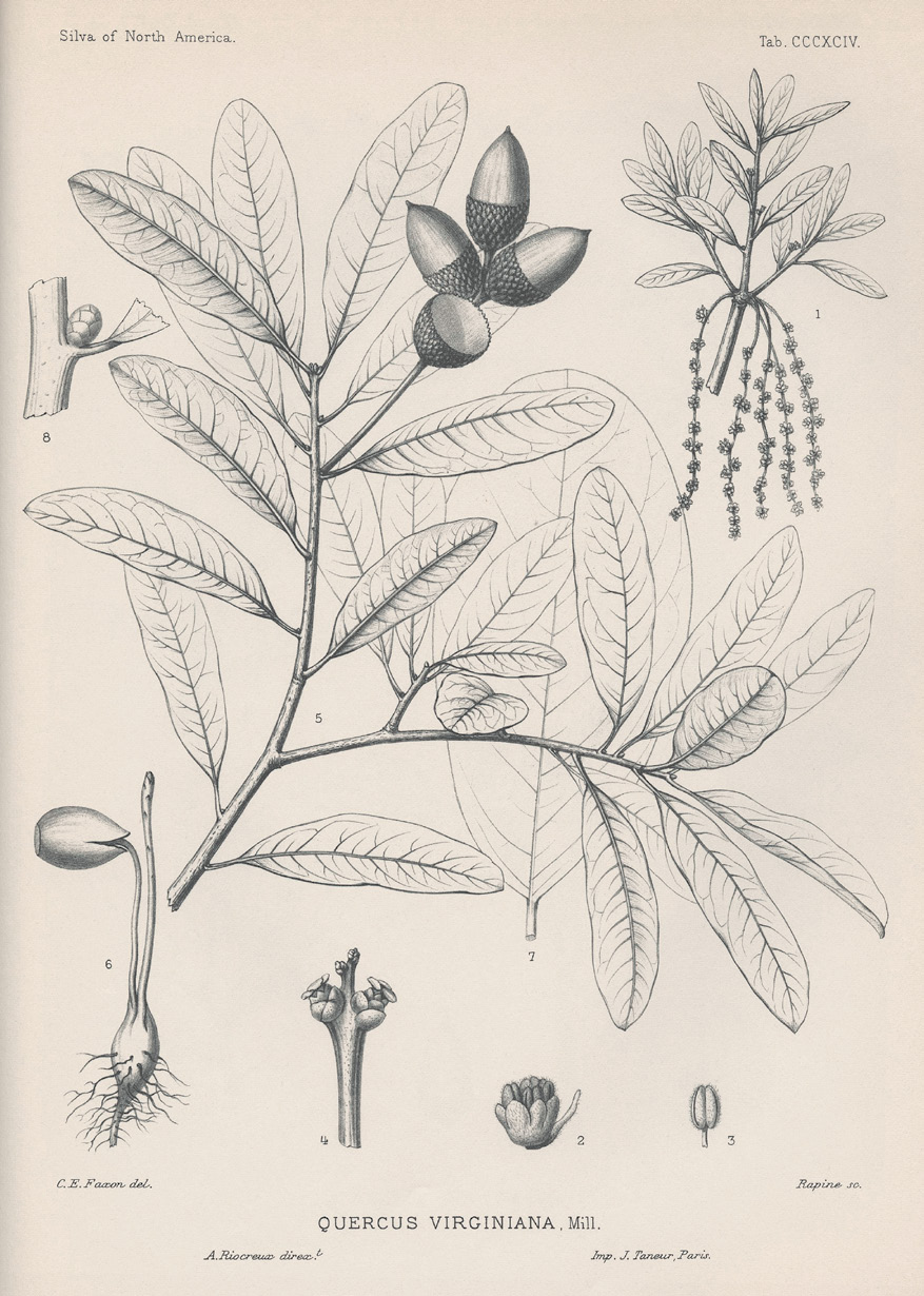 Illustration of live oak showing acorns, foliage, and flowers