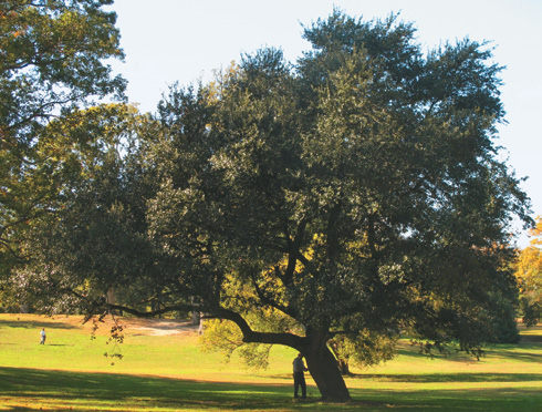 Photo of collector standing beside open-grown live oak