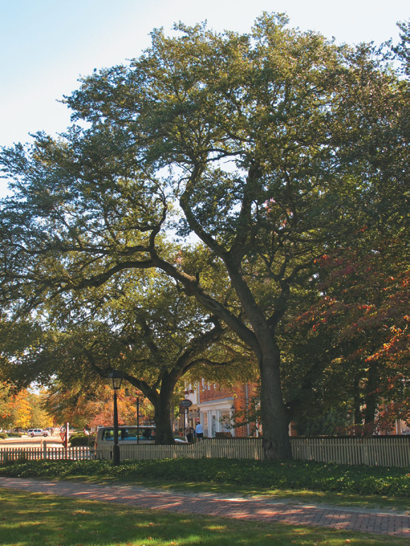 Two trees growing in park-like campus setting