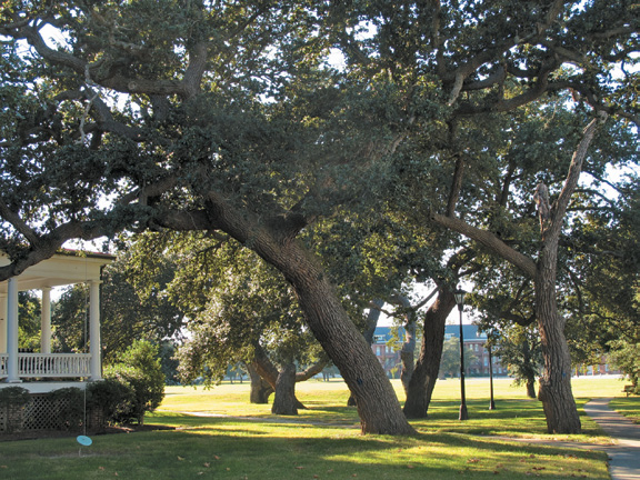 Group of live oaks growing in open park-like setting