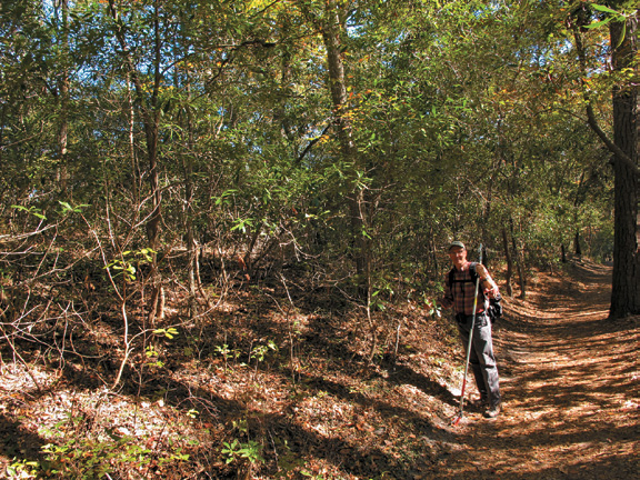 Collector standing along wooded path