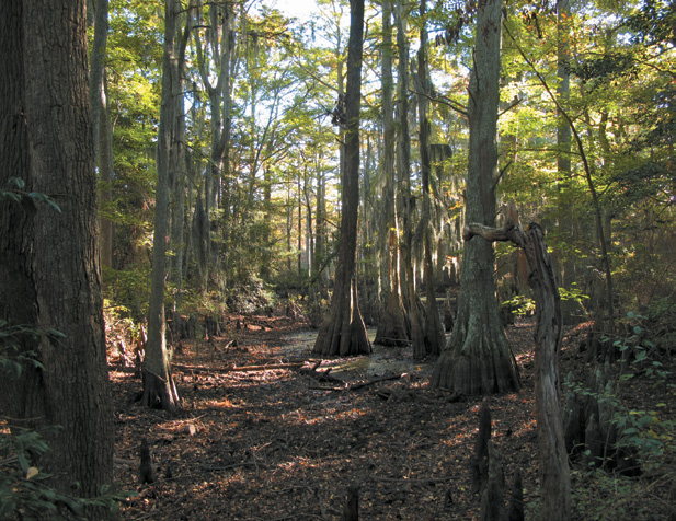 Trees with buttressed trunks standing in dry marsh