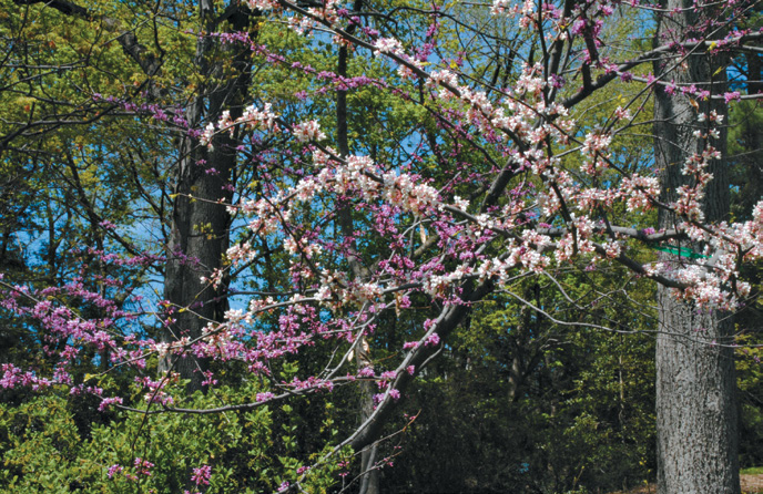 A color photo of a mutated branch on an Arboretum redbud.