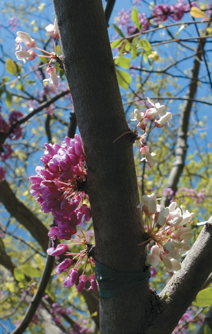 A color photo of several flower clusters on a redbud.