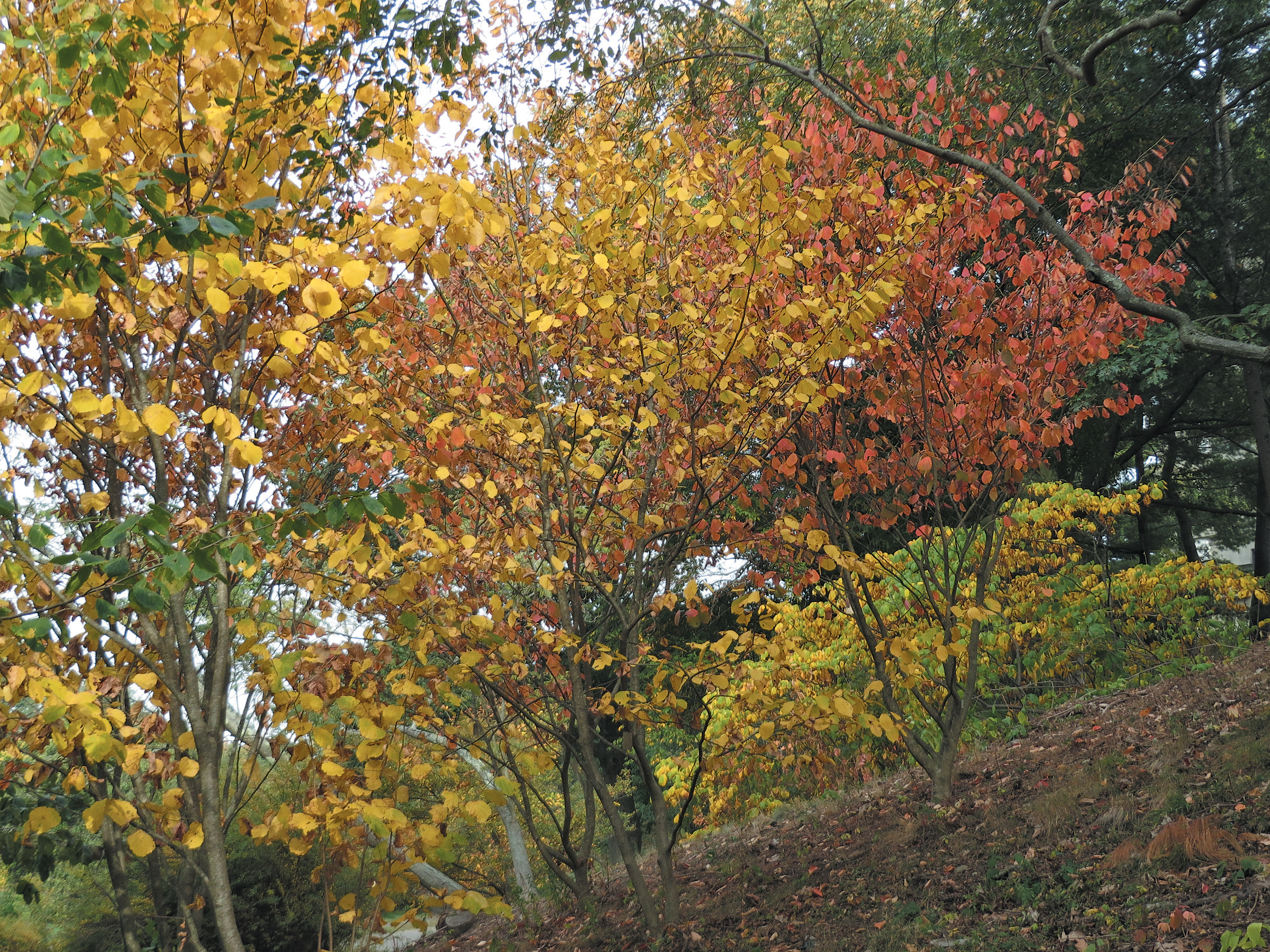 Side-by-side witch-hazel shrubs with yellow and orange fall color