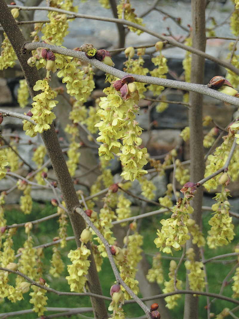 Yellow flowers of winterhazel