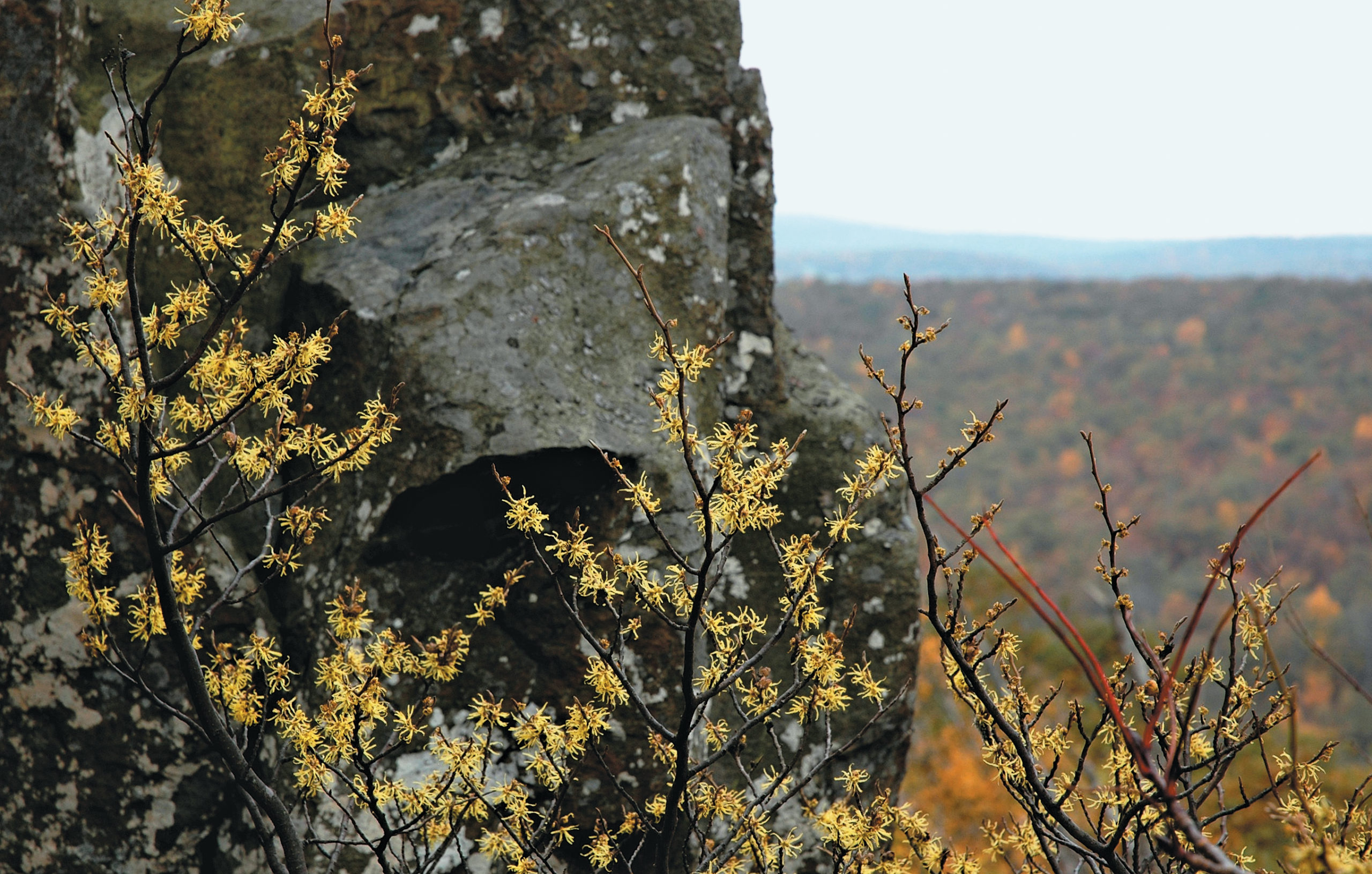 Yellow witch-hazel flowers in the wild with stone outcrop and distant landscape visible behind