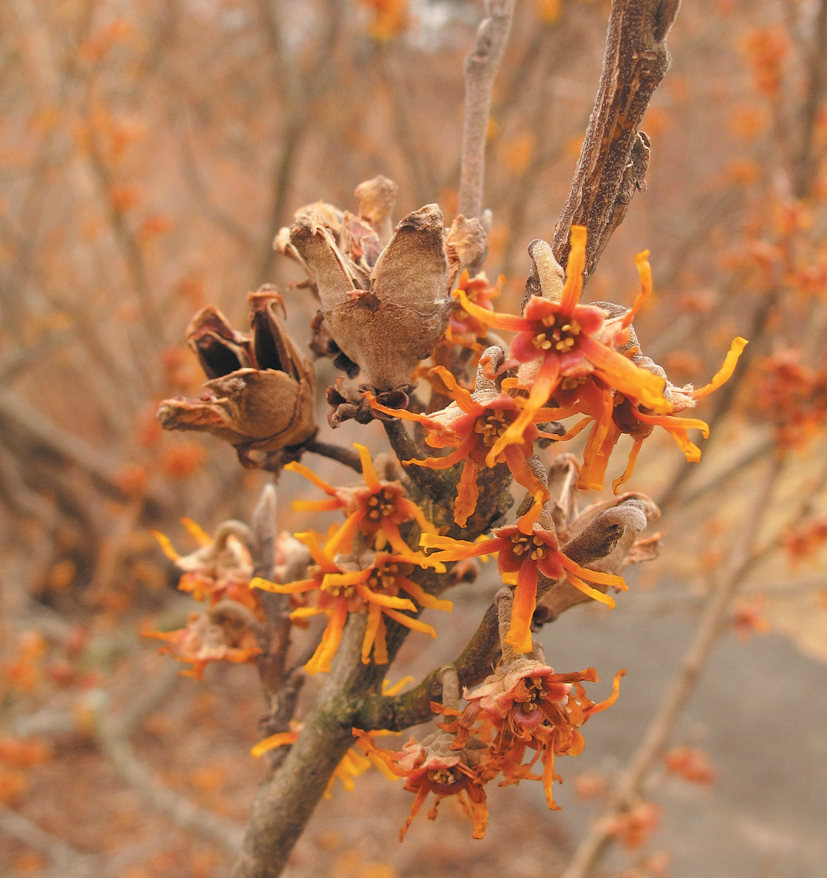 Orange flowers of witch-hazel