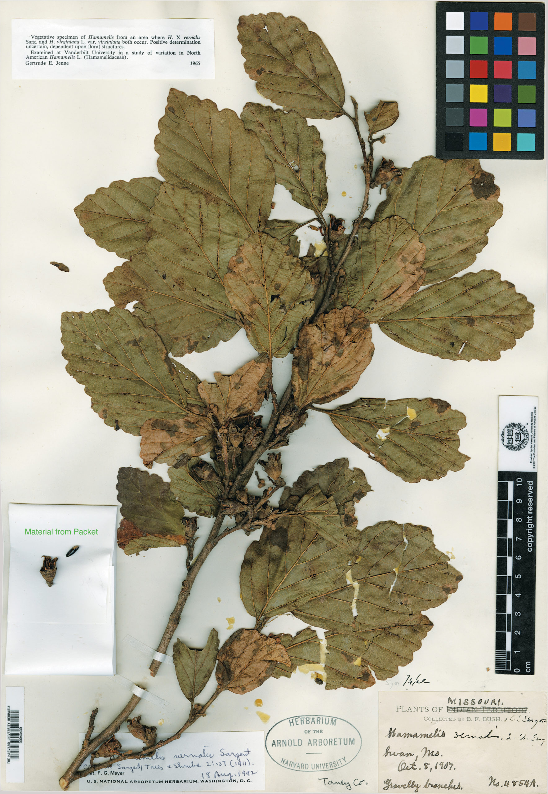 Herbarium specimen with leaves