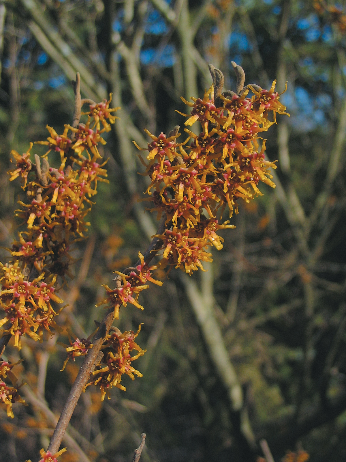 Flowers of witch-hazel