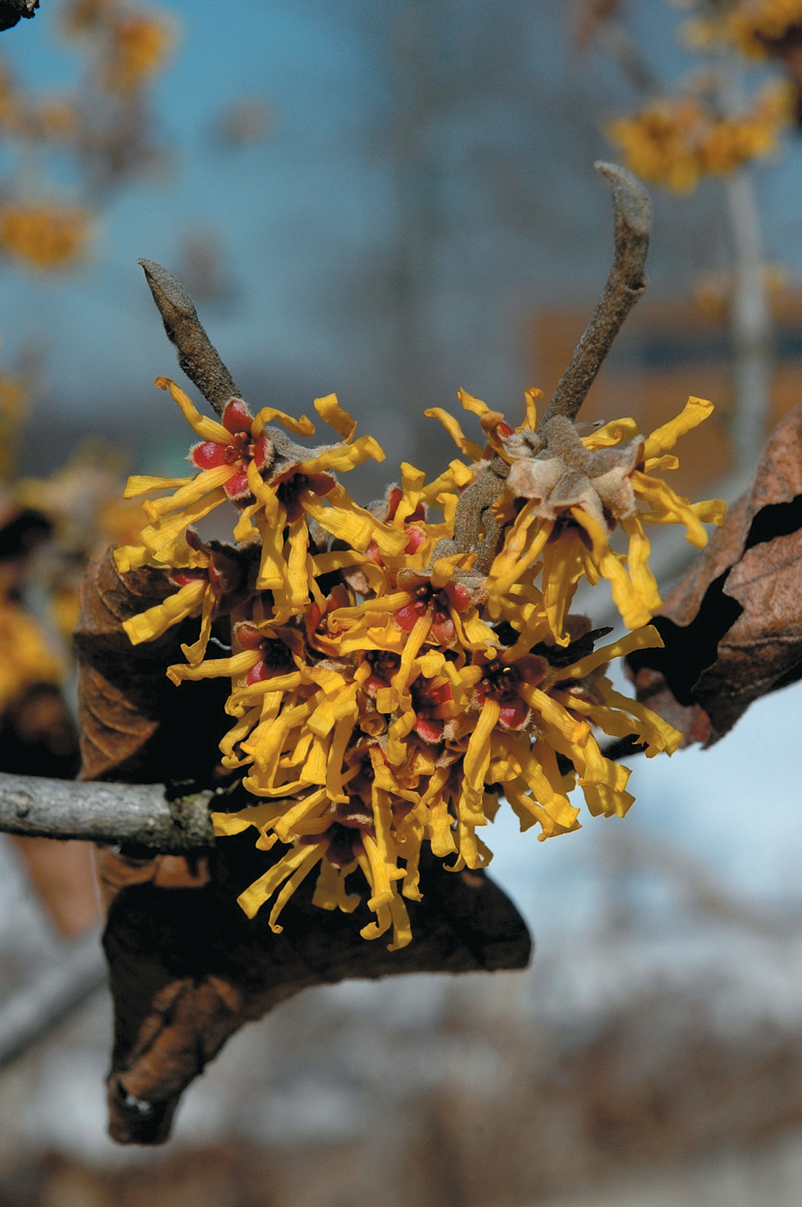 Yellow flowers of witch-hazel