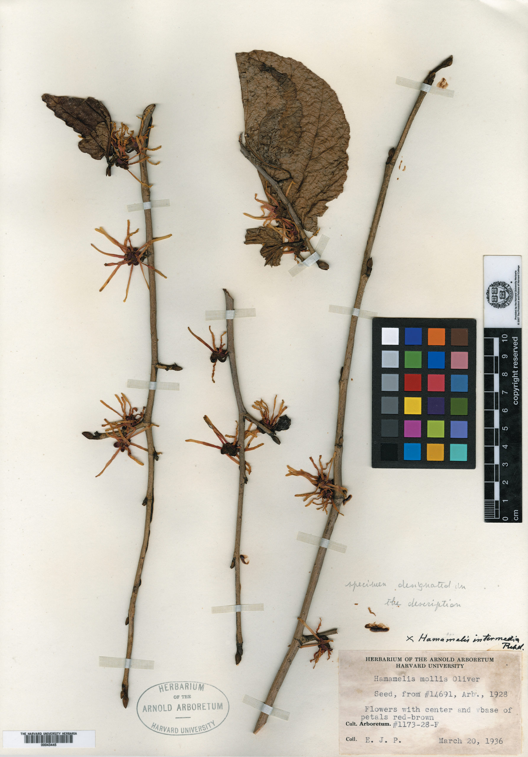 Herbarium specimen with flowers