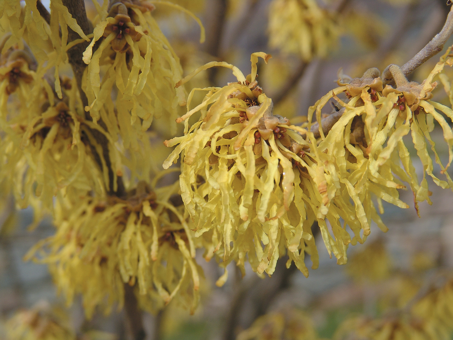 Yellow flowers of witch-hazel