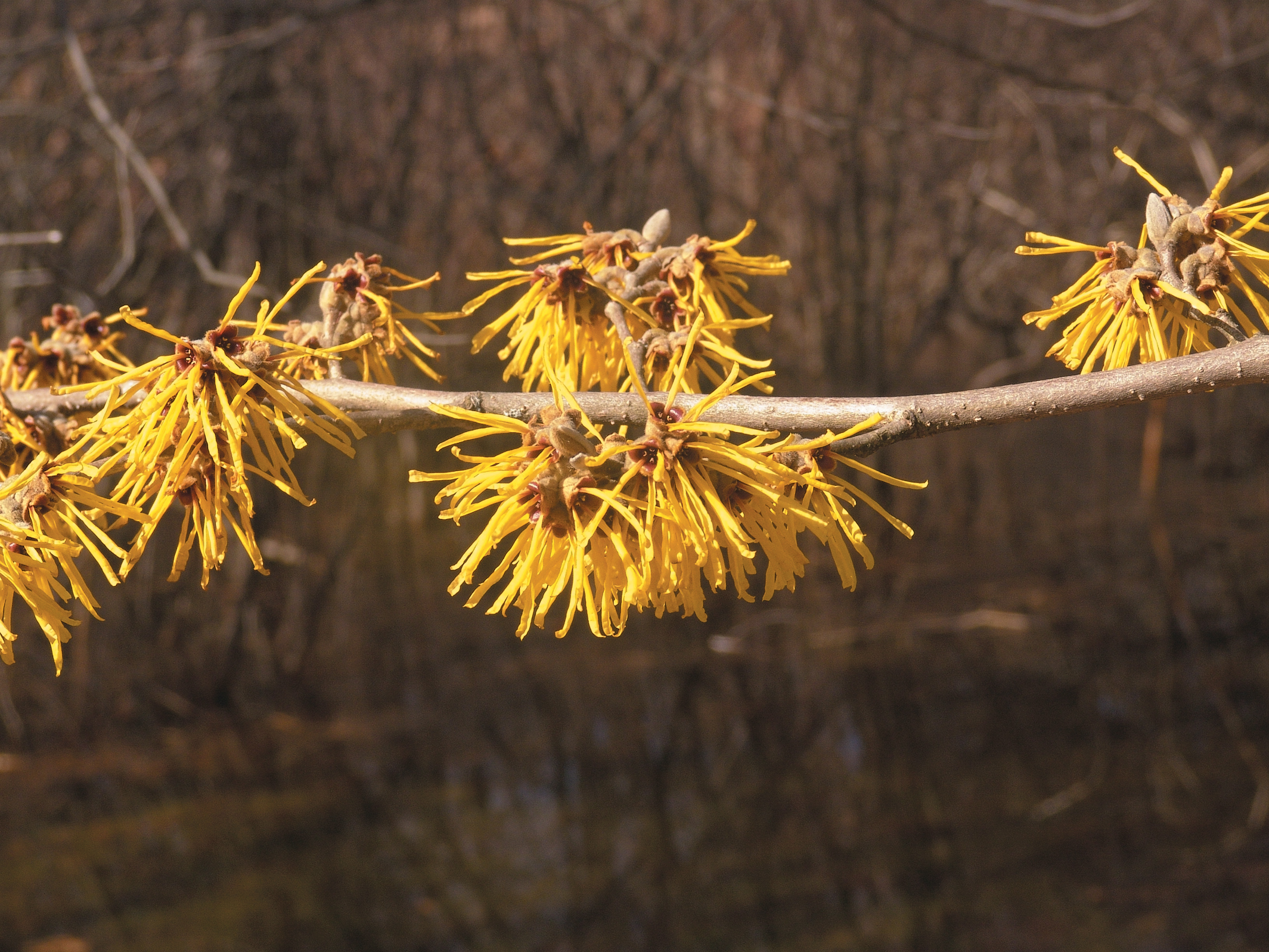 Hamamelis virginiana - Hamamelis de Virginie / Common Witchhazel - Nos  végétaux - Jardin2m