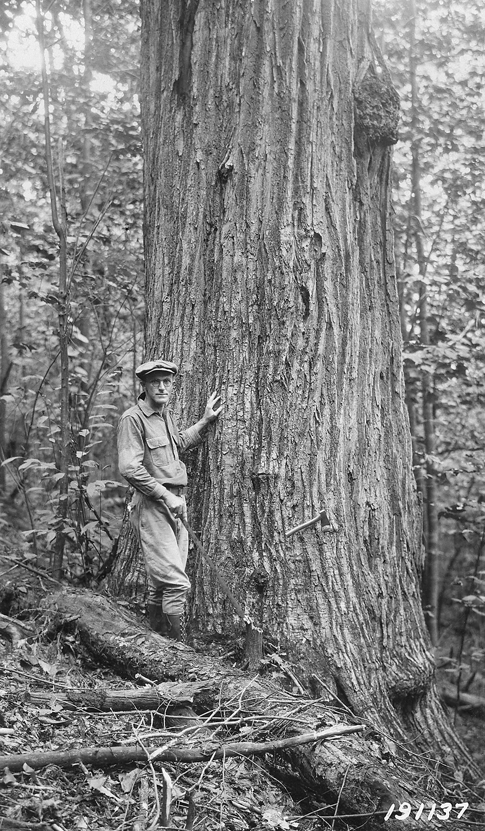 Blac-and-white photograph of man standing beside large chestnut trunk