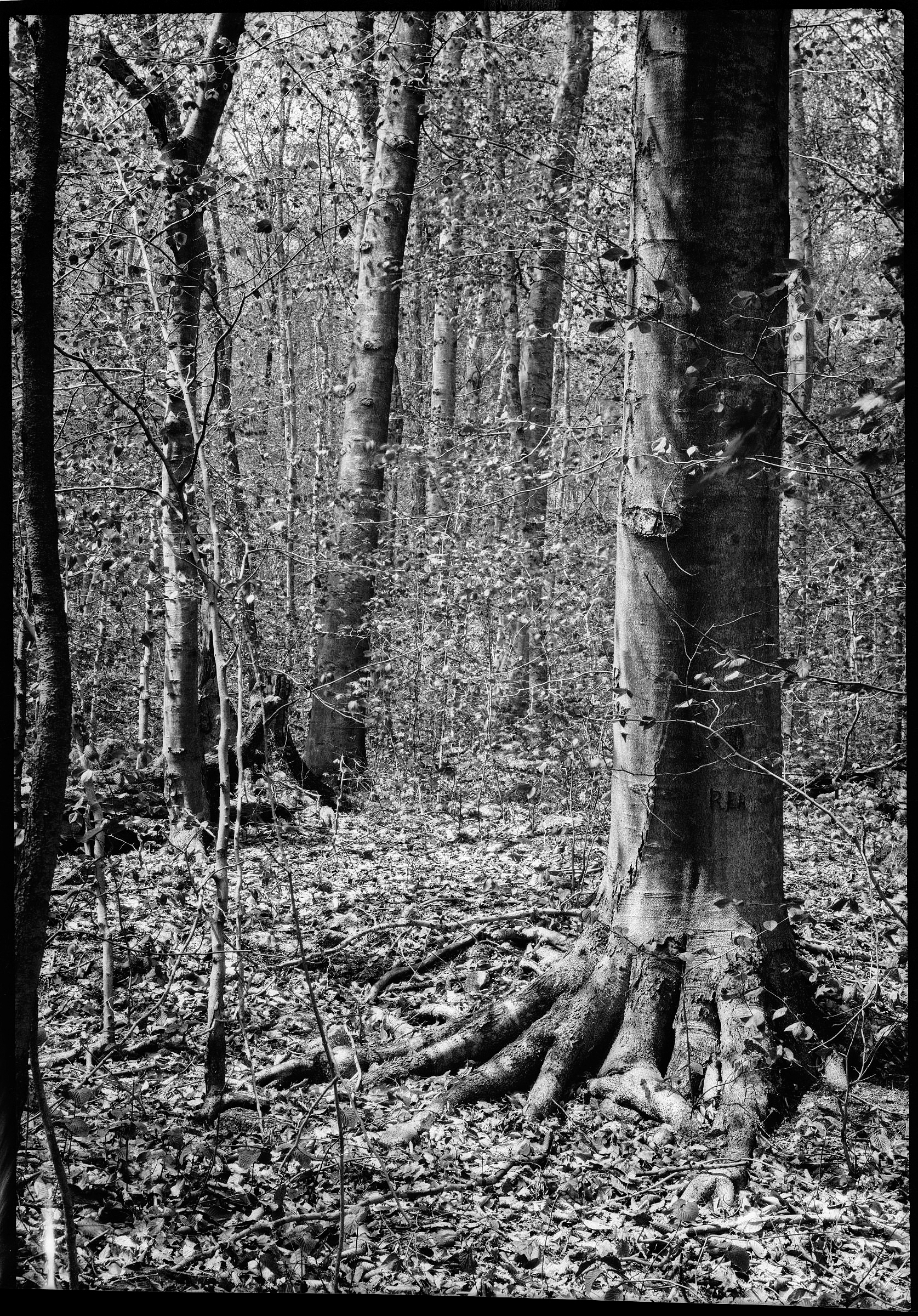 Blac-and-white photograph of woodland