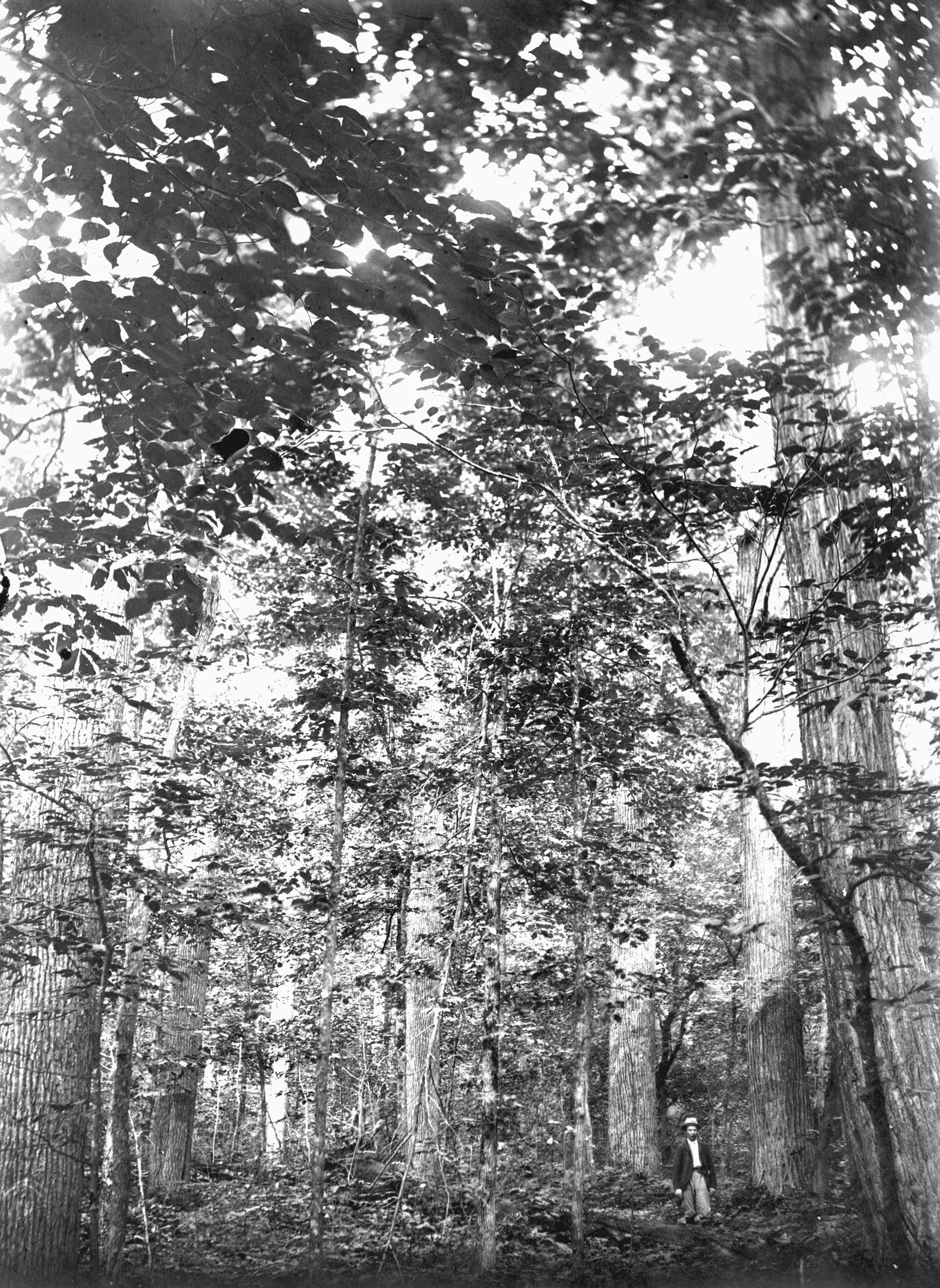 Black-and-white woodland image