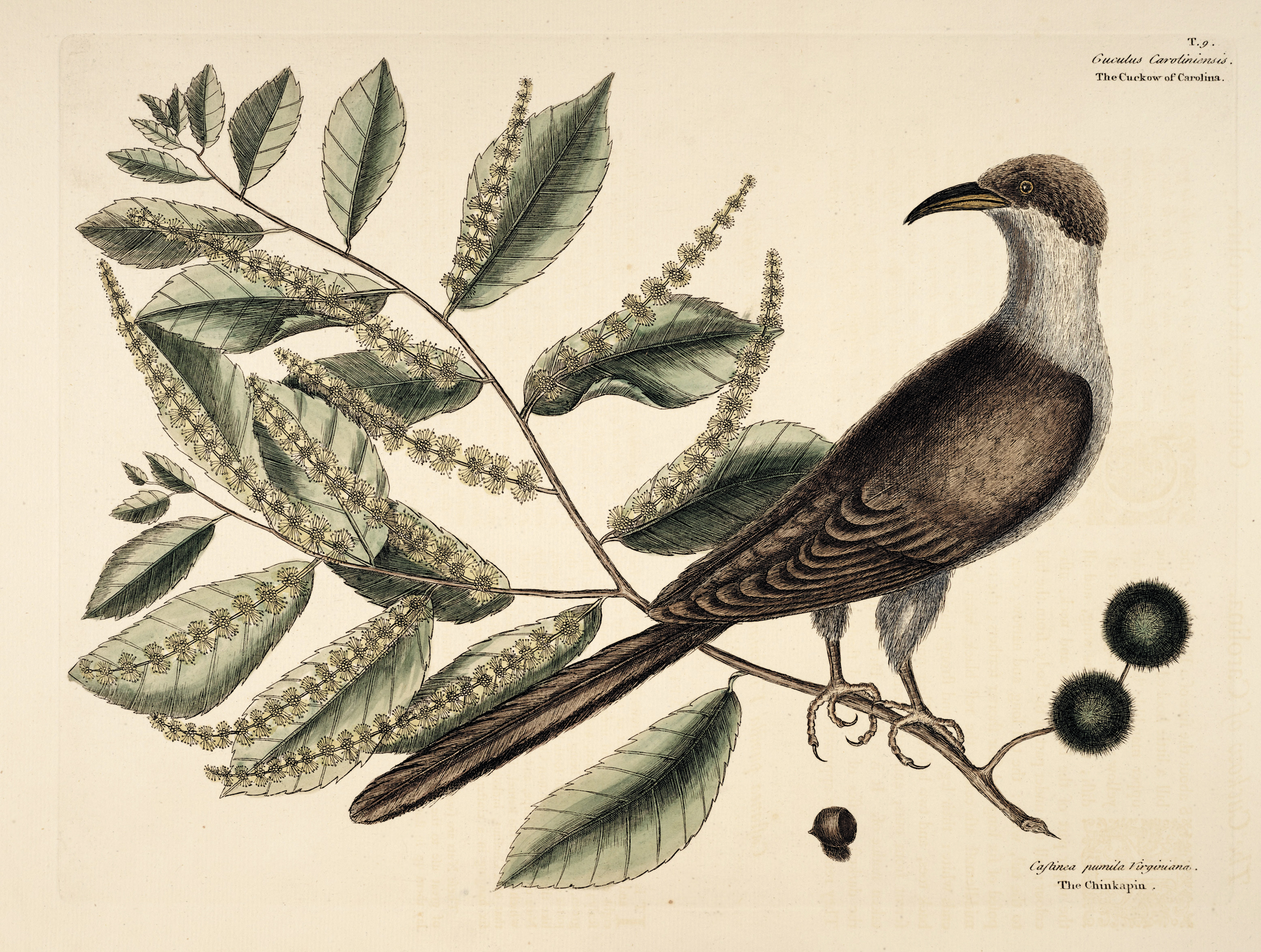 Color illustration of chestnut with bird on branch with leaves and flowers