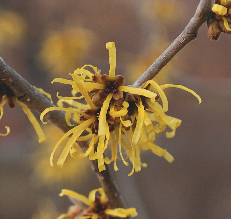 Yellow flowers of witchhazel