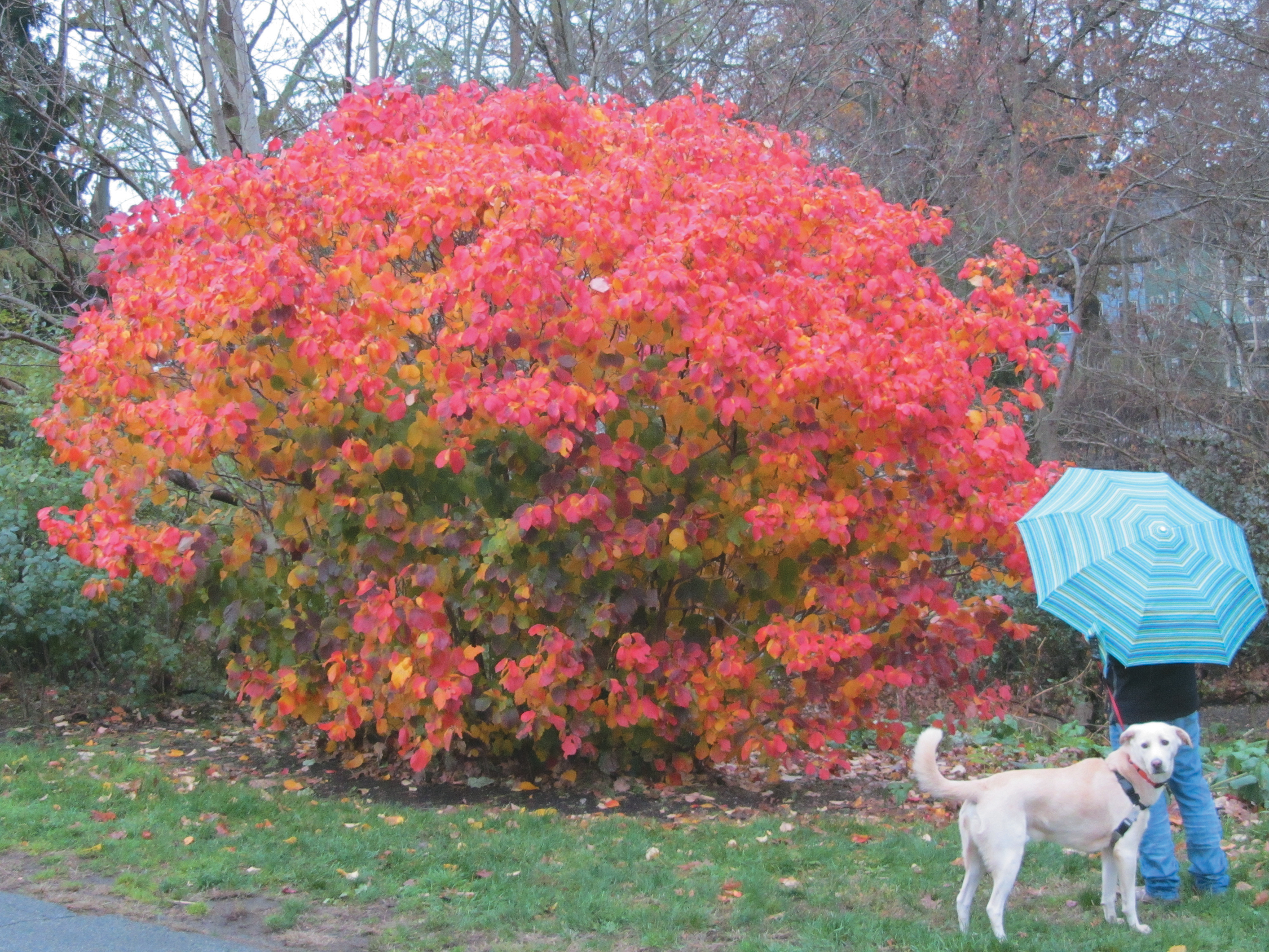 Fall color on witchhazel