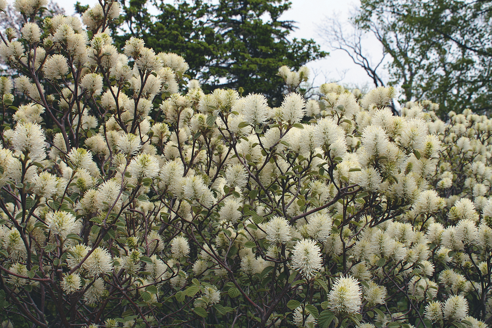 White flowers of My Airy fothergilla