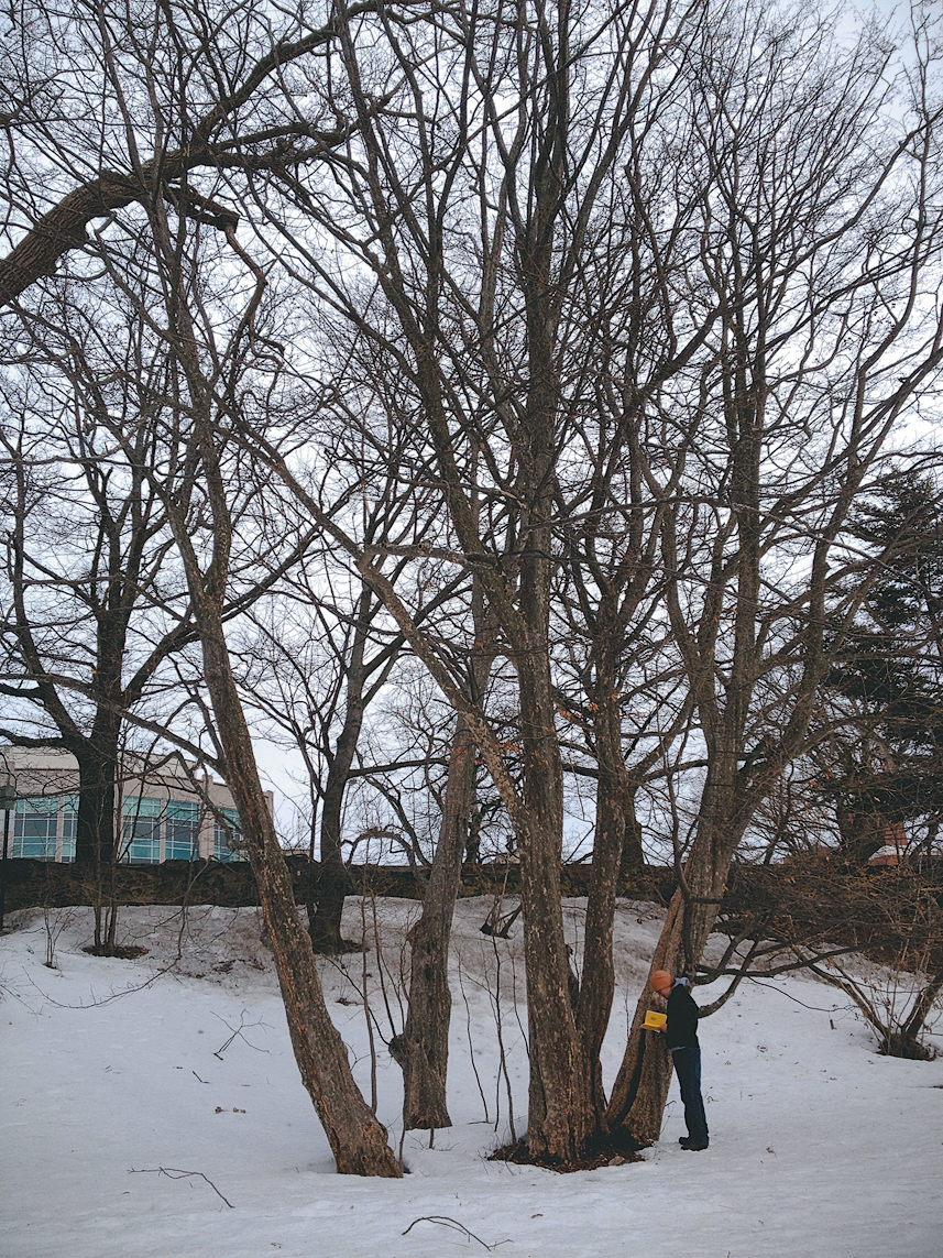 Large parrotia photographed in snow