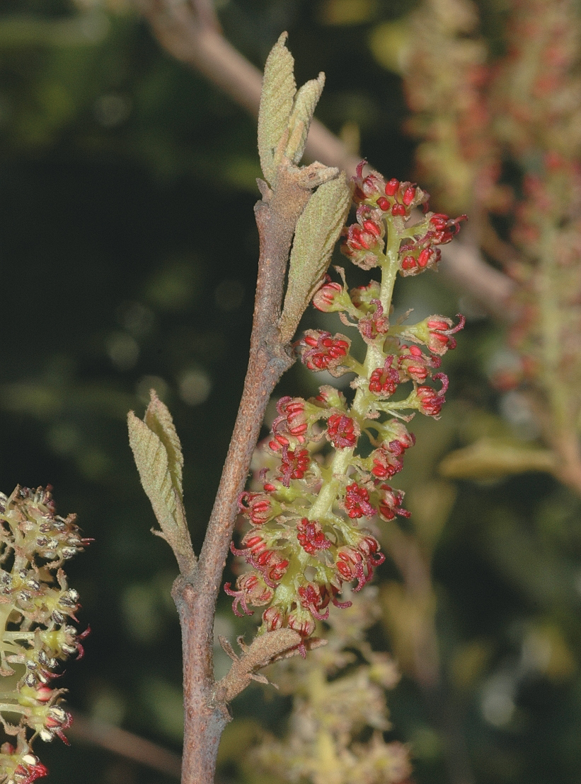 Flowers of sinowilsoniana