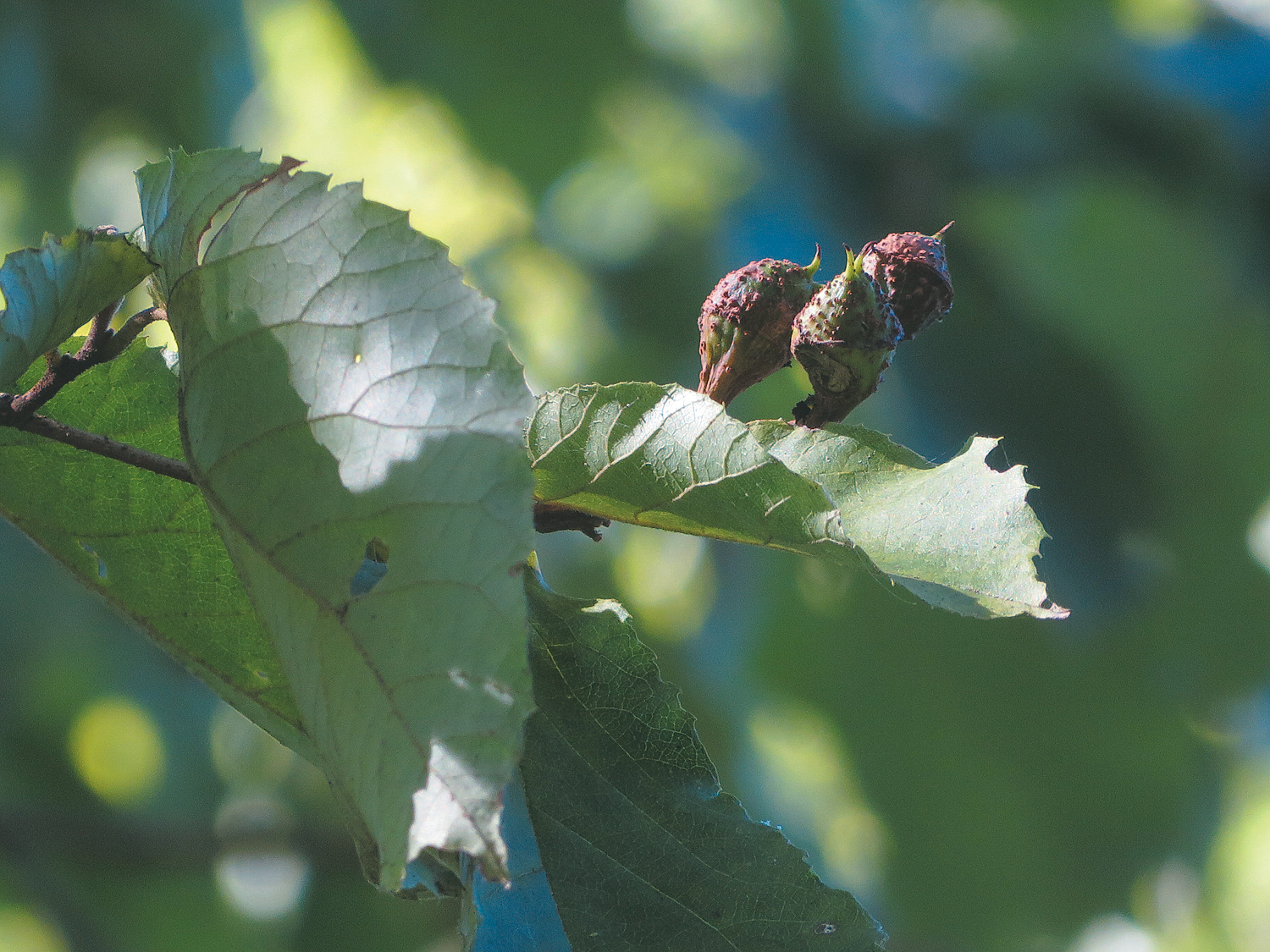 Seed capsule with green foliage