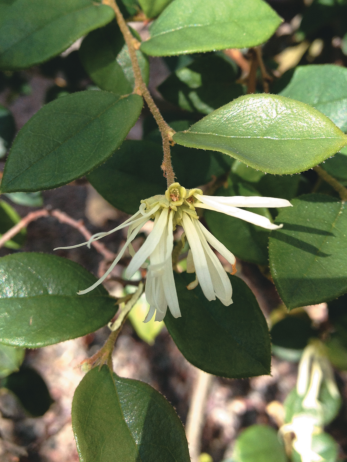 White flowers of Loropetalum