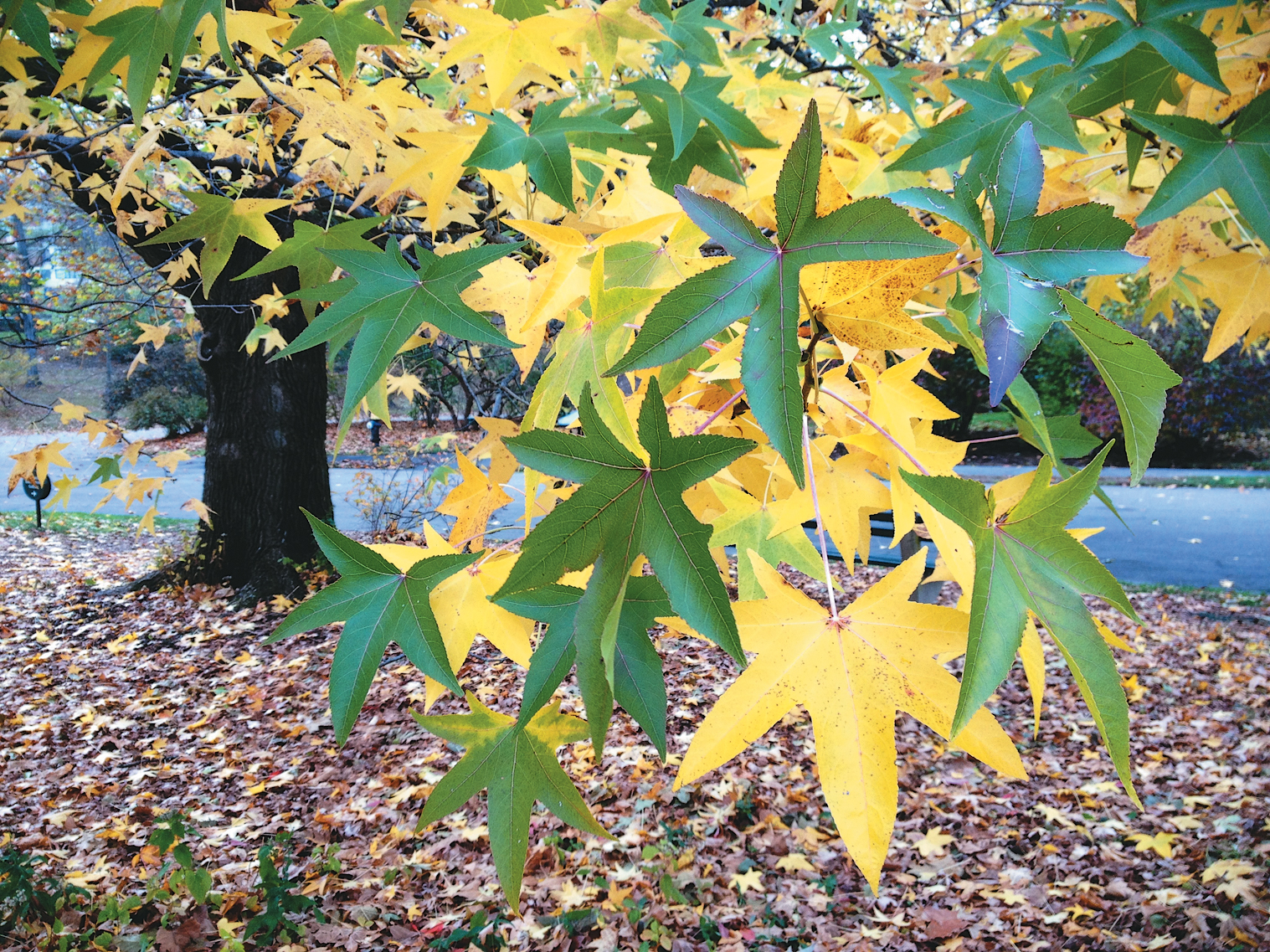 Fall color of sweet gum tree