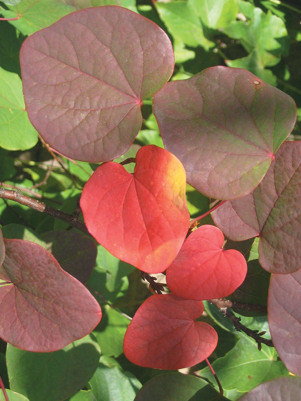 Burgundy fall color of disanthus