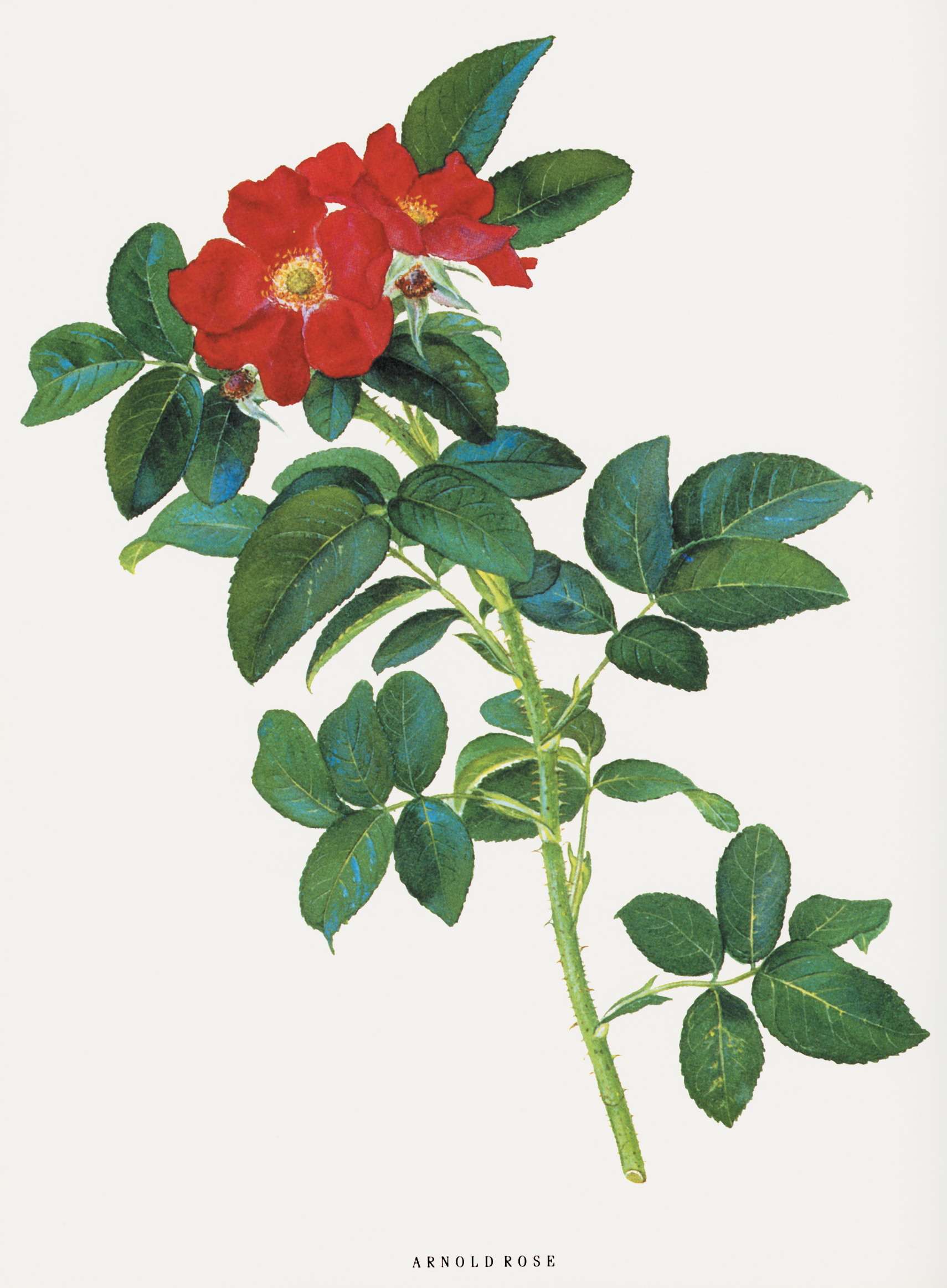 Color illustration of red-flowered rose