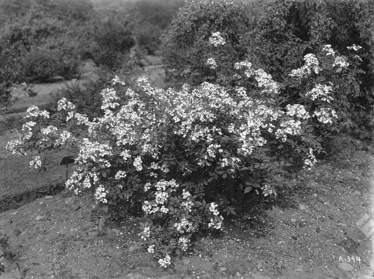 Black-and-white photograph of rose flowering