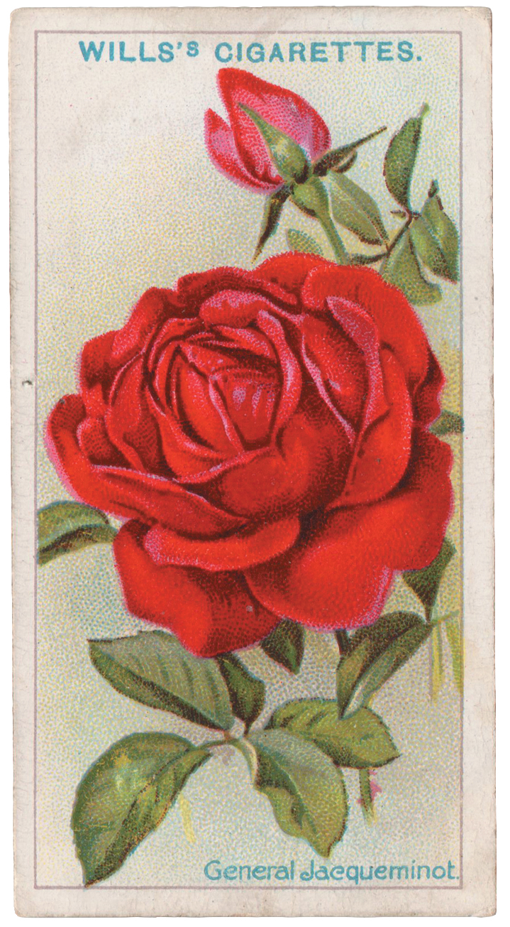 Illustration of red rose on cigarette packet