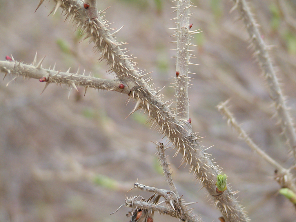 Spines on stem of rose