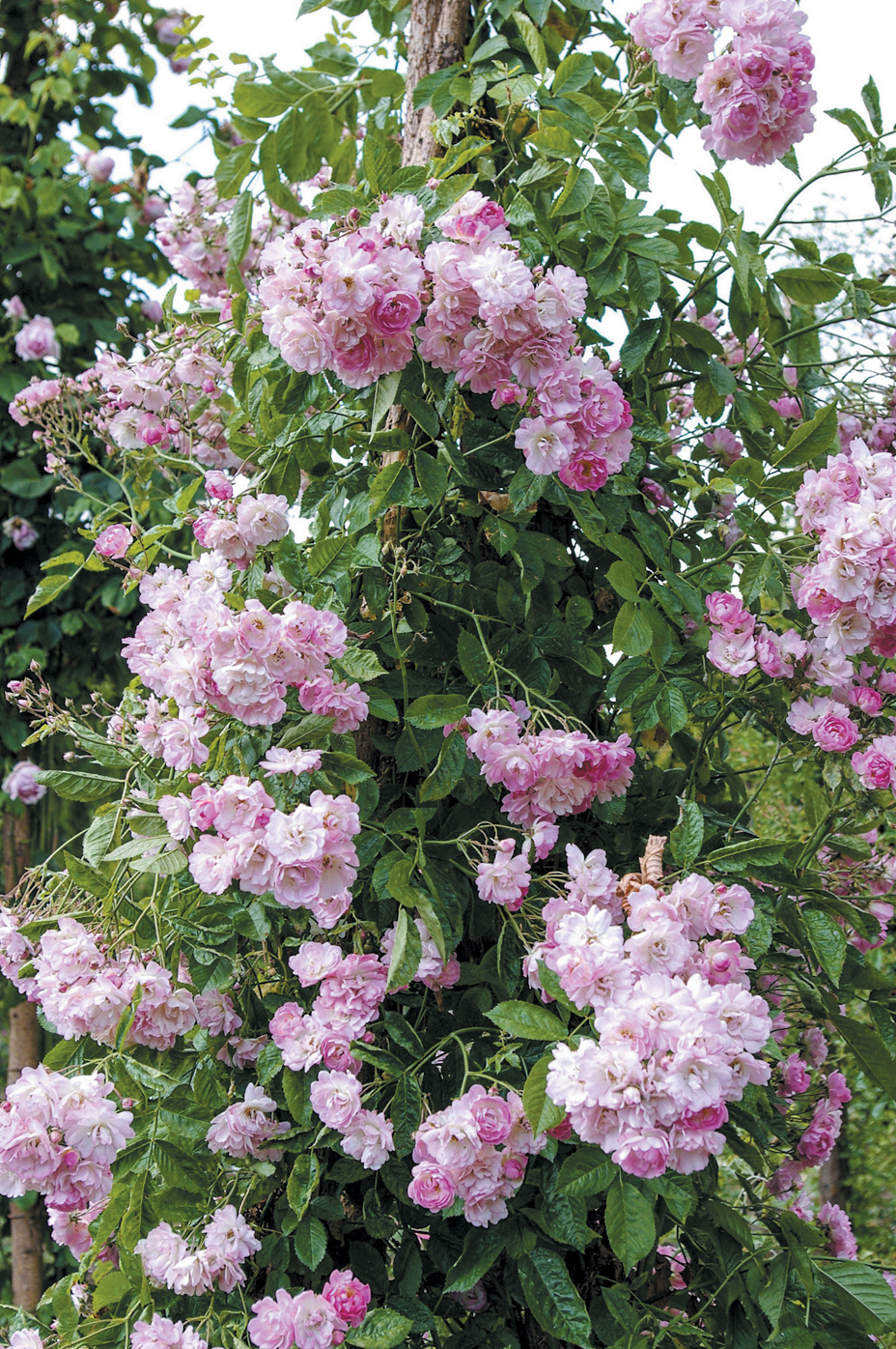 Photo of pink roses