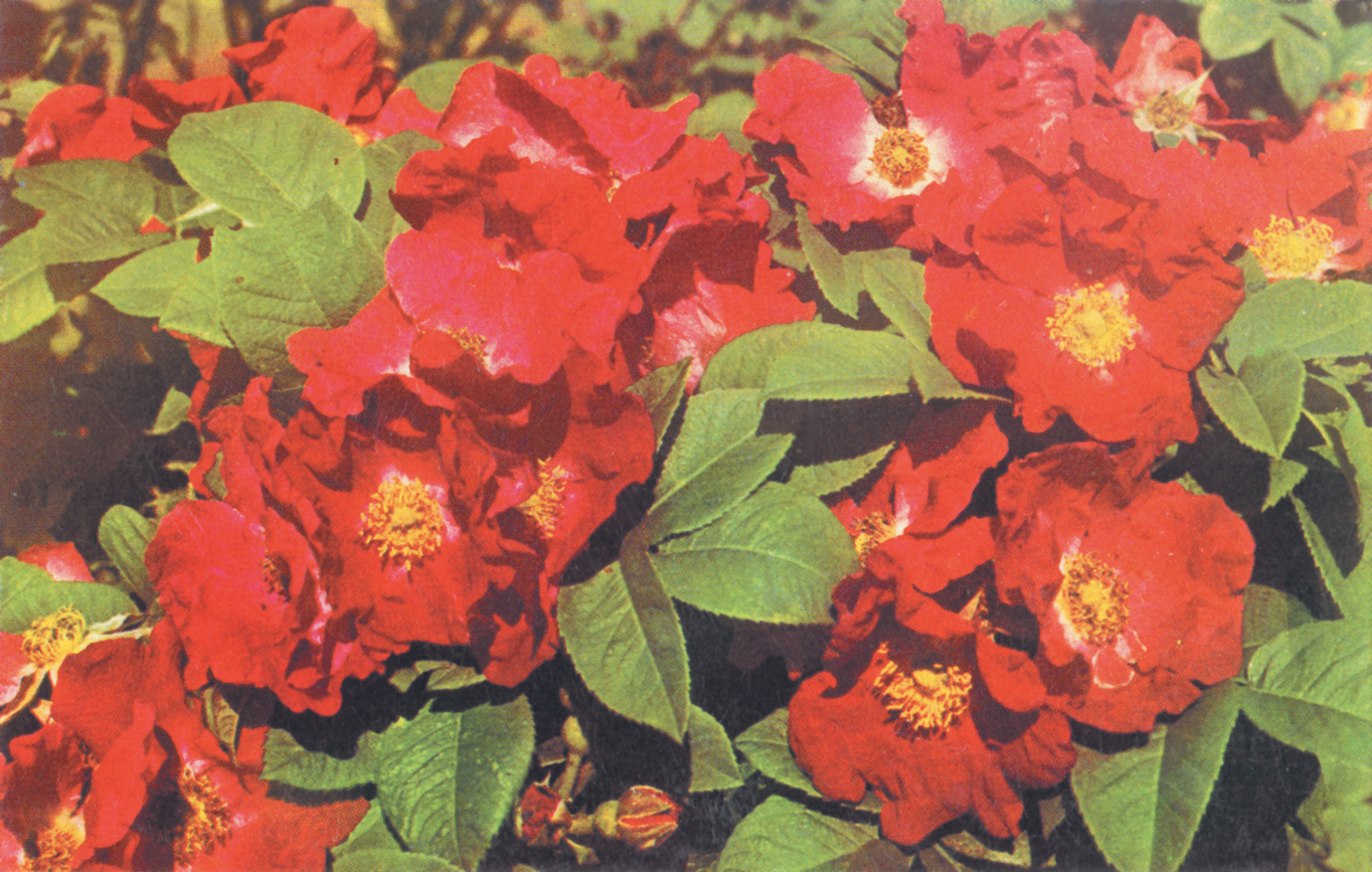 Red flowers of rose on postcard