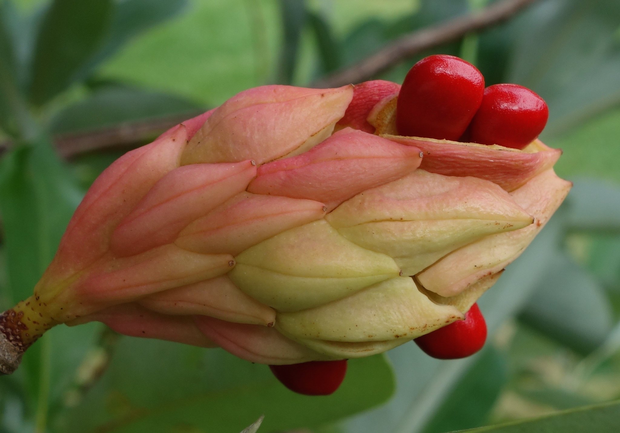 Seed Dispersal in a Magnolia: Before and After