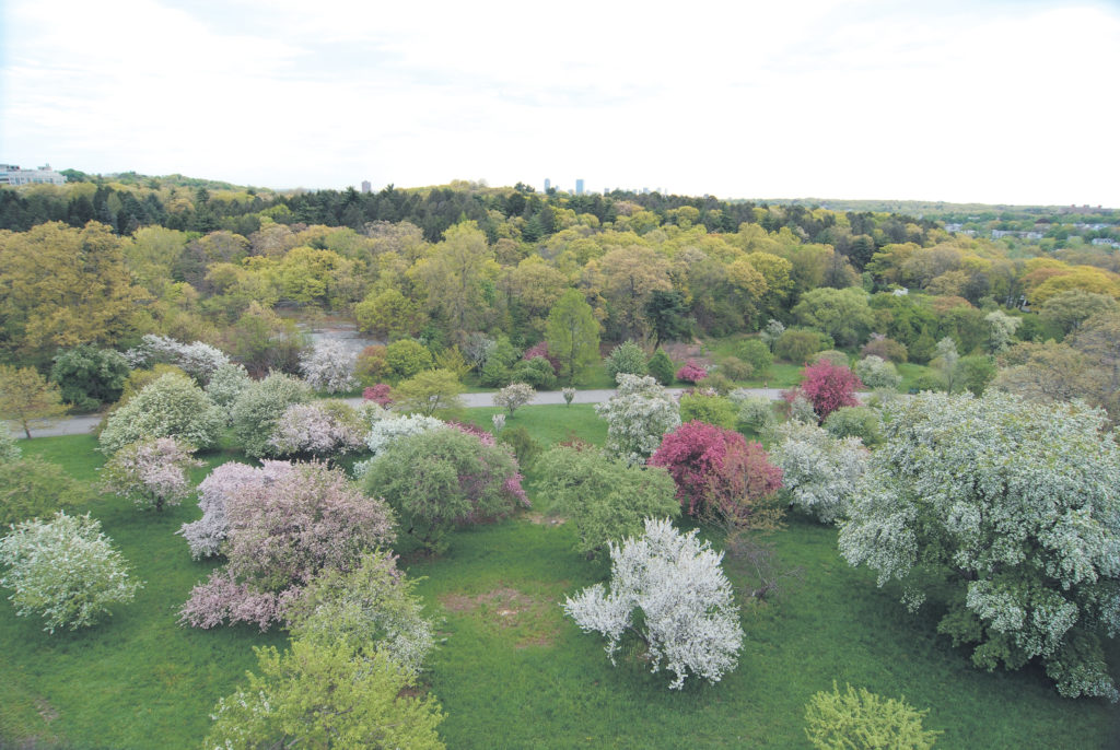 Aerial photograph of flowering crabapples