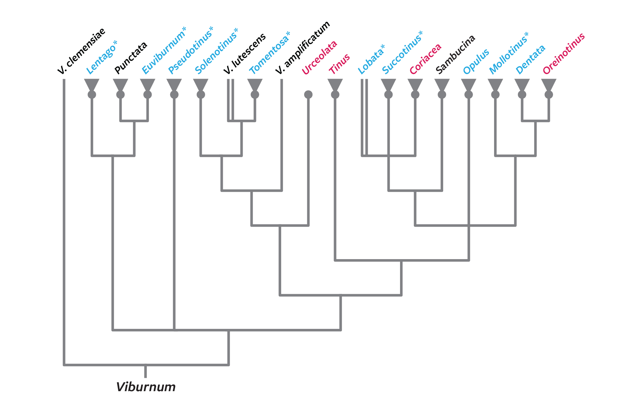 Viburnum phylogeny