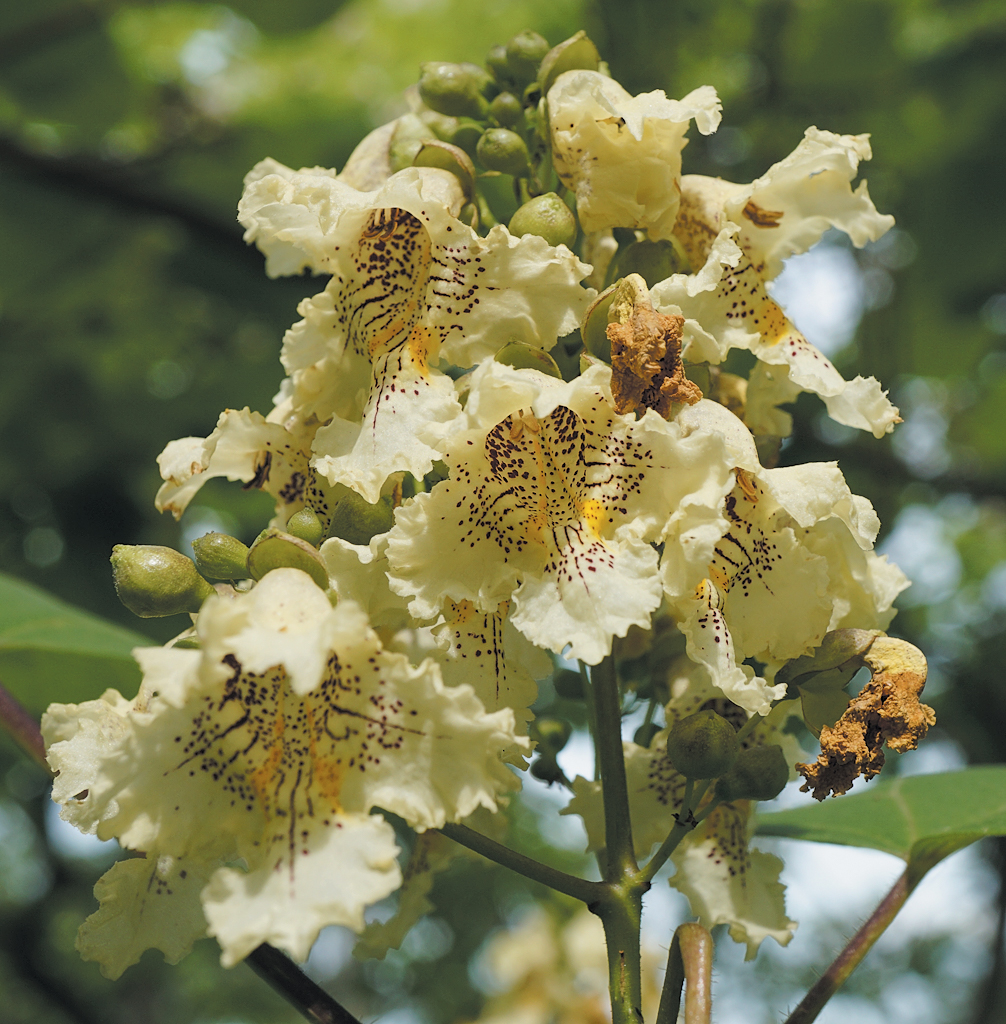 Photo of catalpa flowers