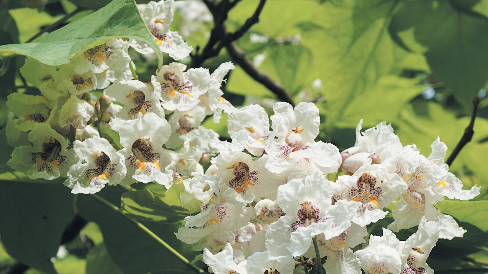 Photo of catalpa flowers
