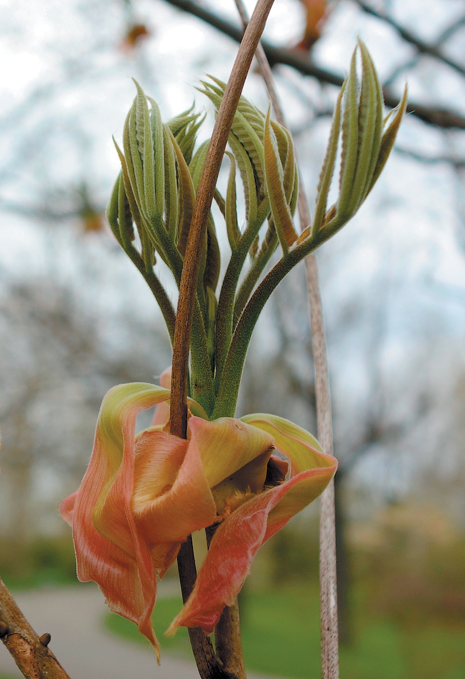 Emerging leaves of hickory with enlarged budscales