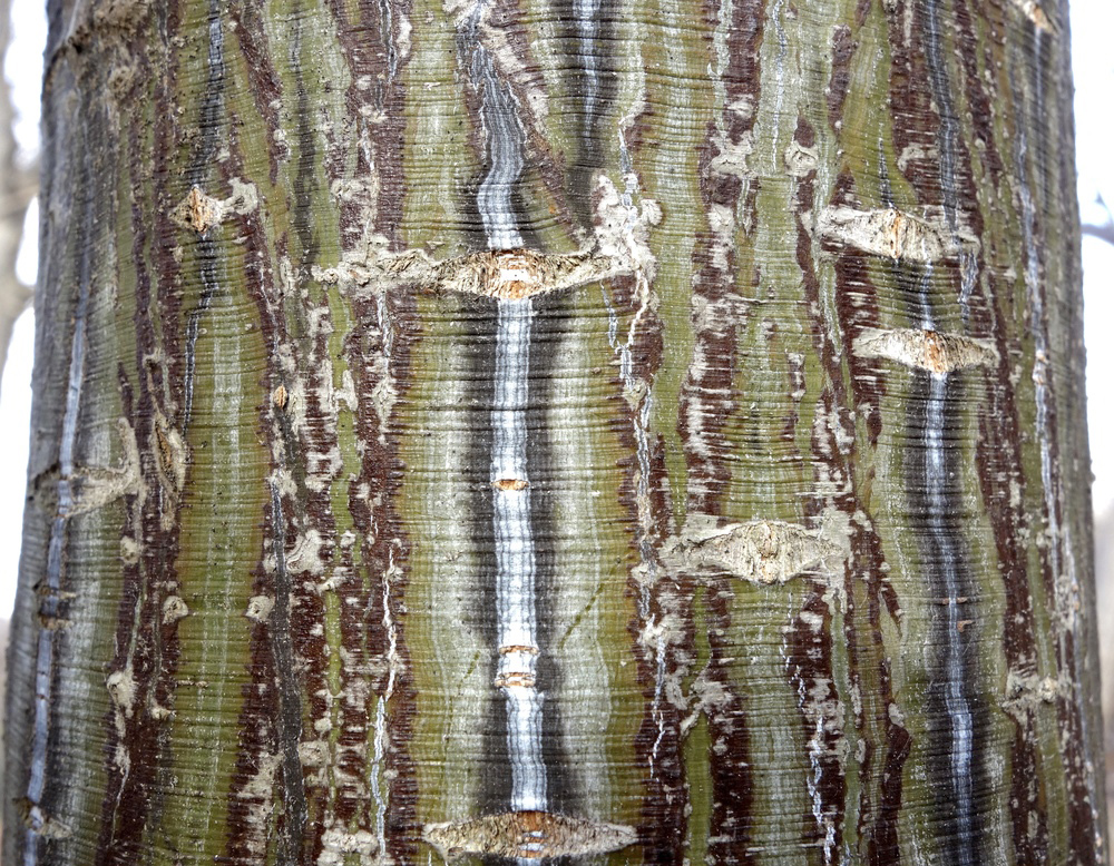 bark of Acer tegmentosum 20848-A by Ned Friedman